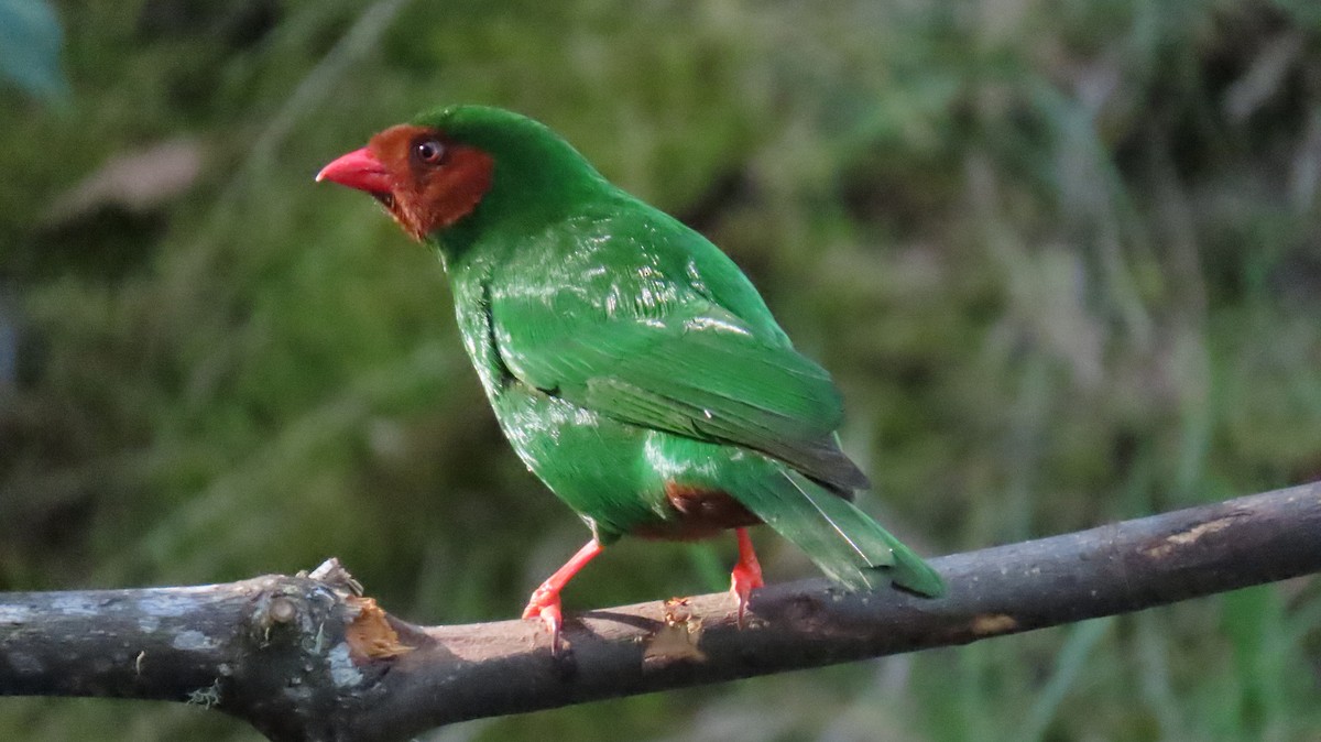 Grass-green Tanager - ML625016770