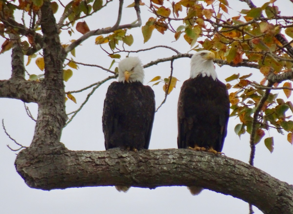 Bald Eagle - ML625016897