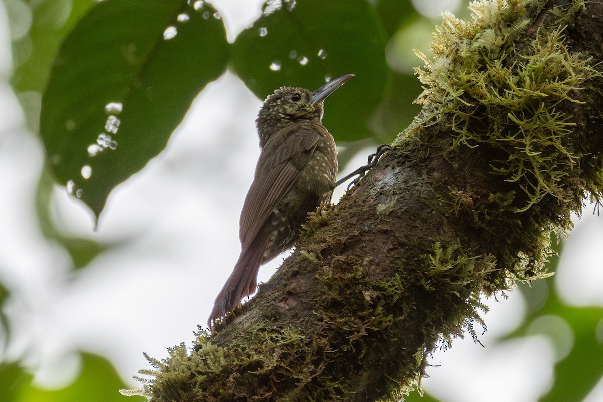 Olive-backed Woodcreeper - ML625016910