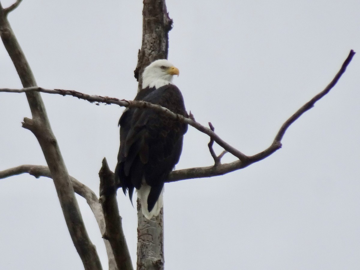Bald Eagle - ML625016928