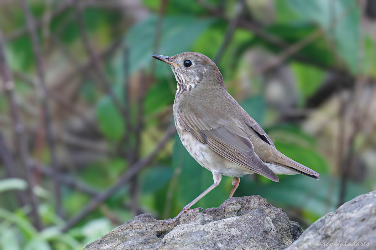 Gray-cheeked Thrush - Vasco Valadares