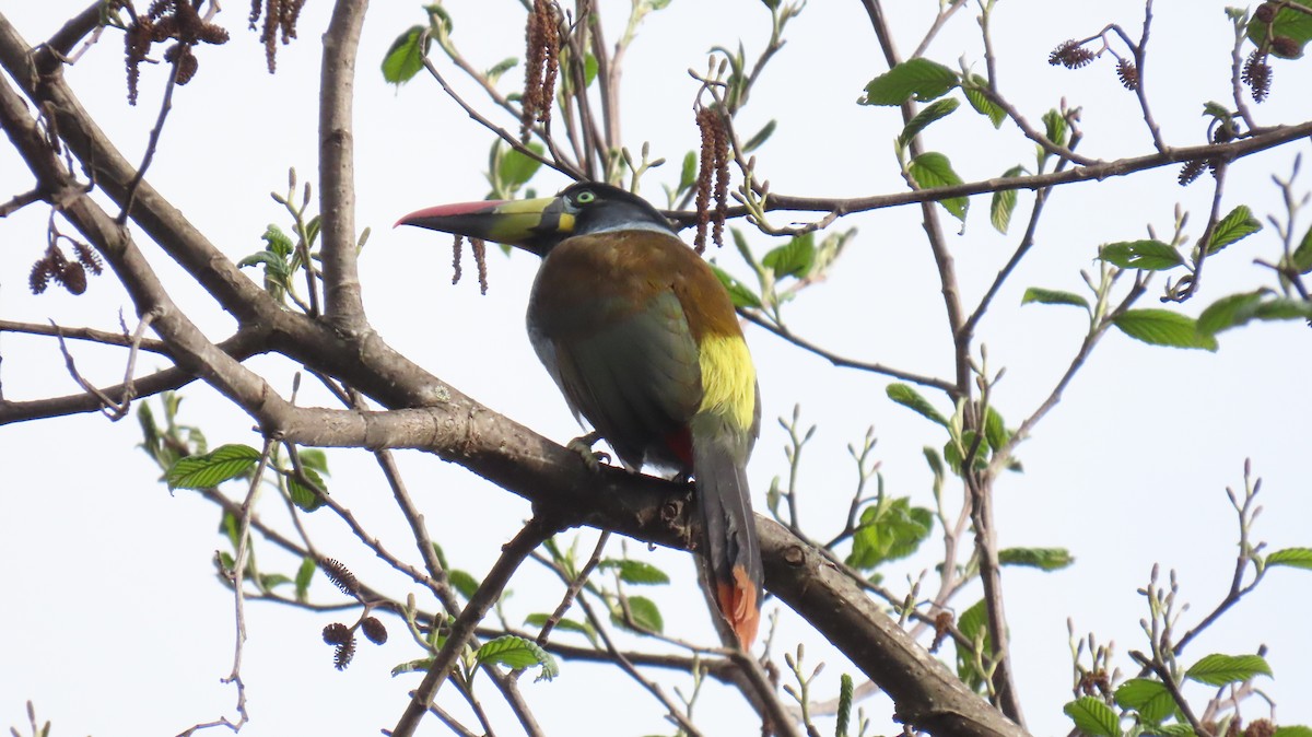 Gray-breasted Mountain-Toucan - ML625016962