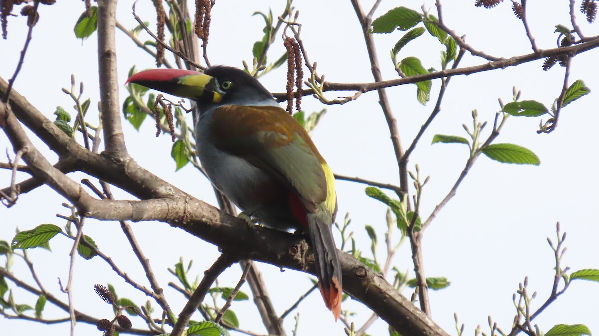 Gray-breasted Mountain-Toucan - Ann Kovich