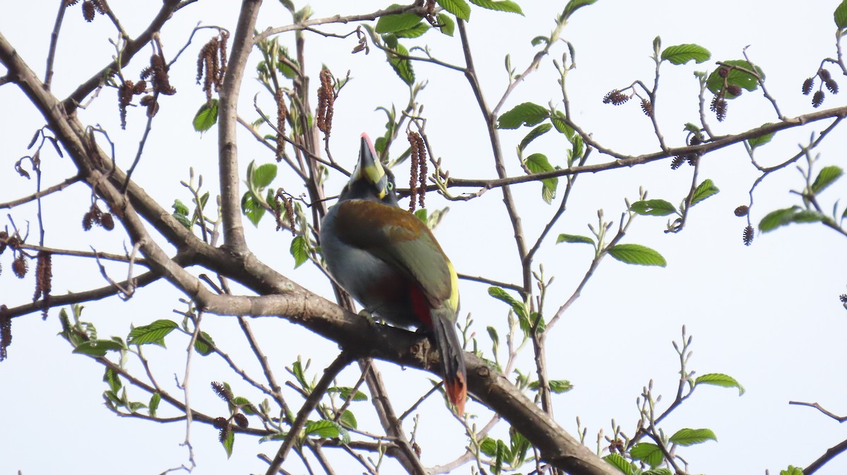 Gray-breasted Mountain-Toucan - ML625016964