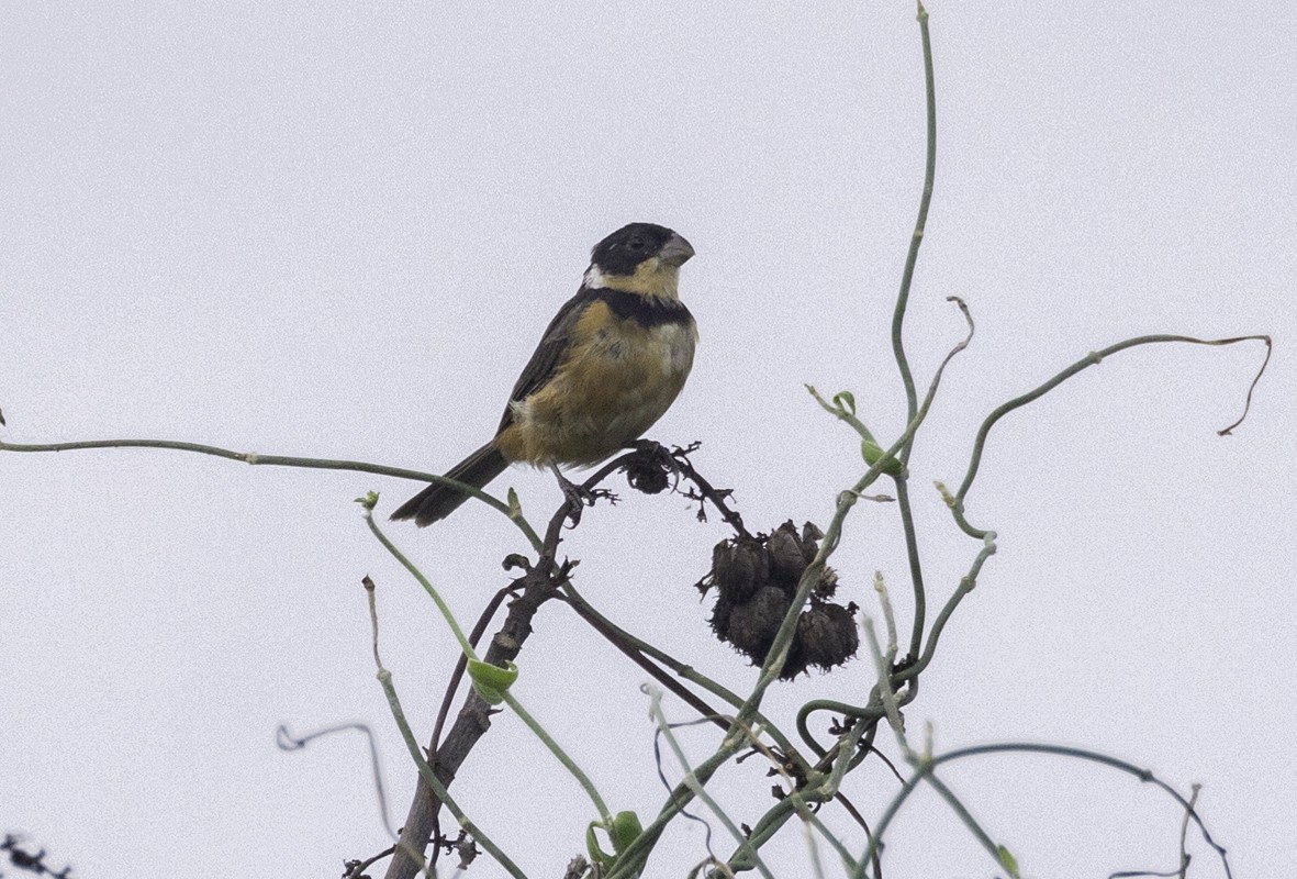 Cinnamon-rumped Seedeater - ML625017026