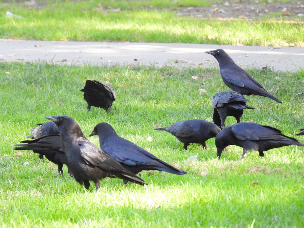 American Crow - ML625017063