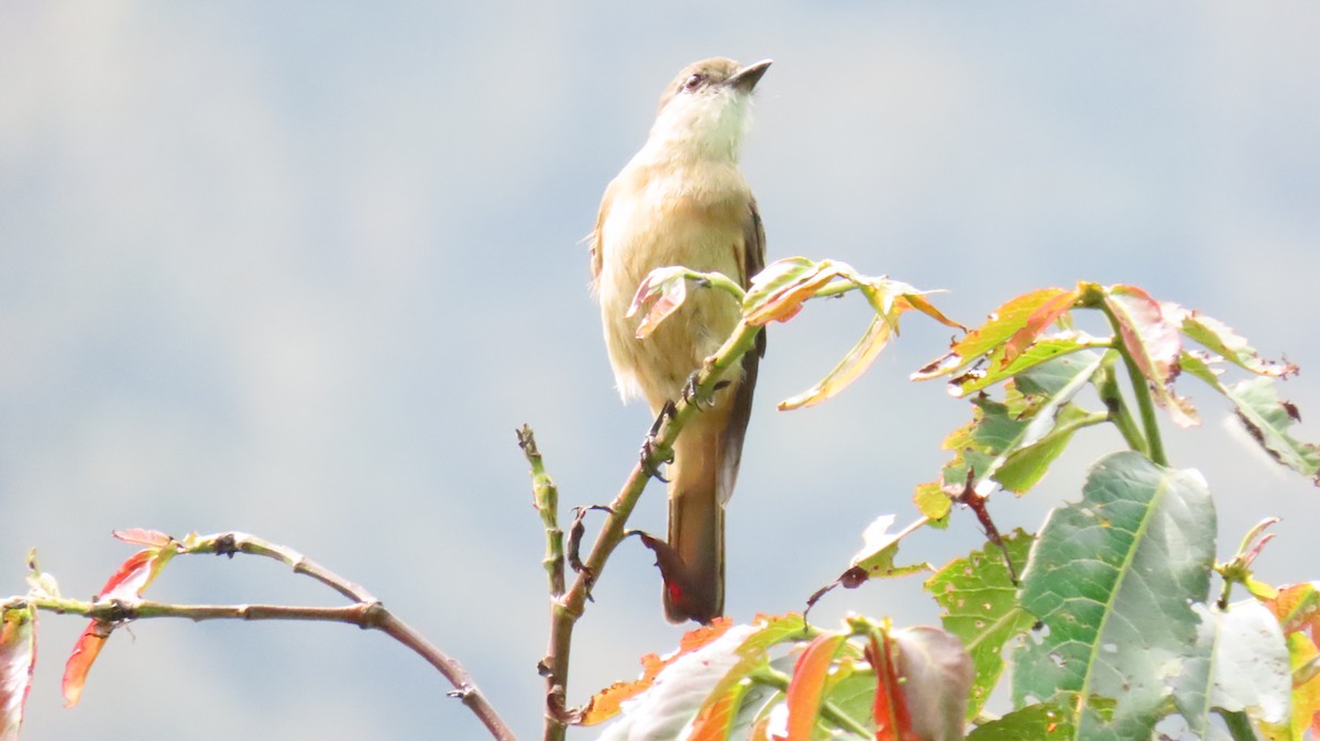 Rufous-bellied Bush-Tyrant - ML625017116