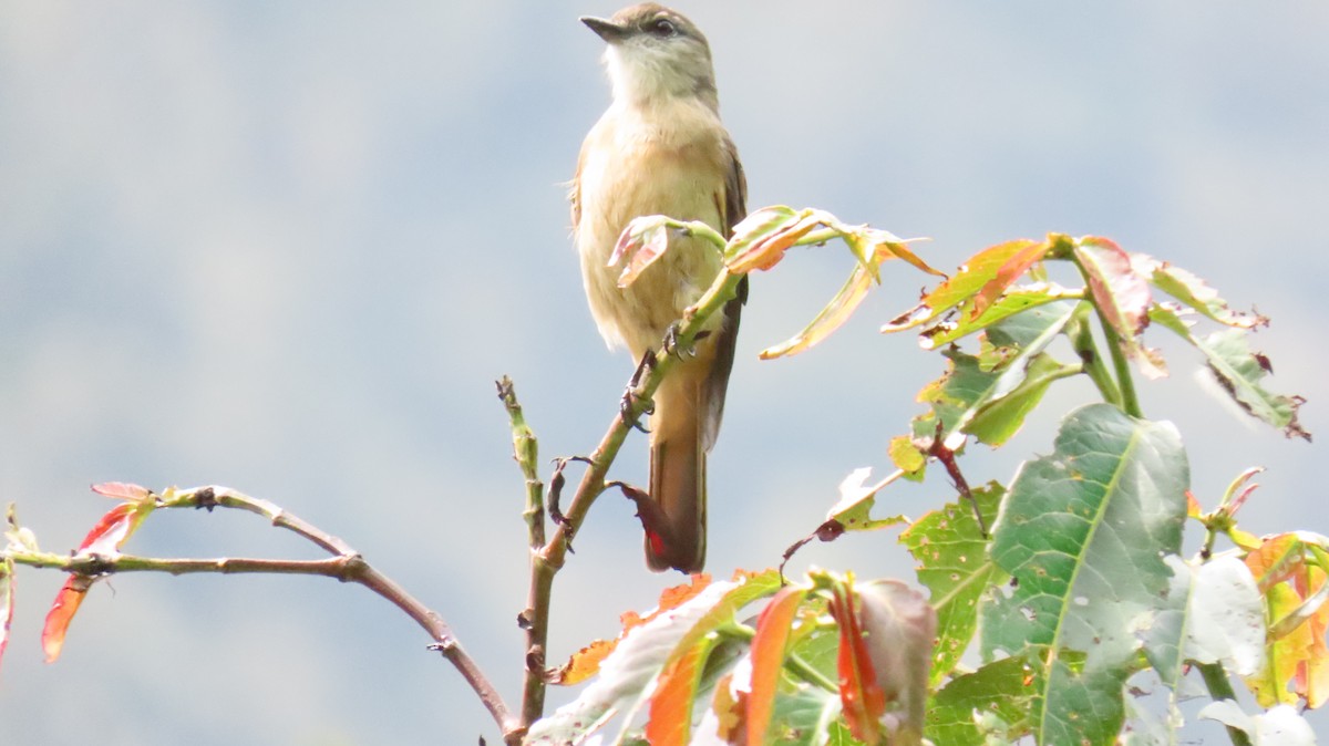 Rufous-bellied Bush-Tyrant - ML625017117