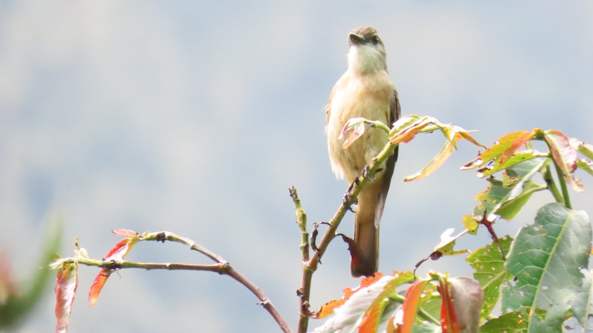 Rufous-bellied Bush-Tyrant - ML625017118