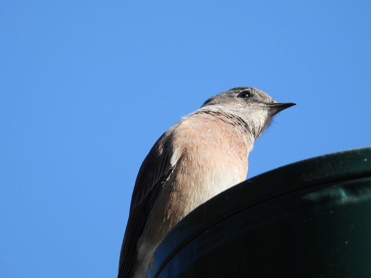 Western Bluebird - ML625017120