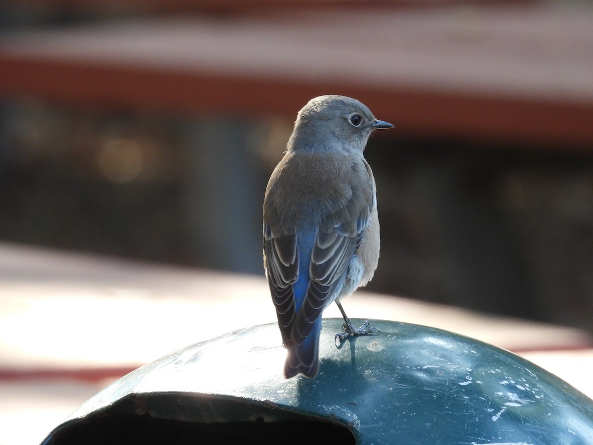 Western Bluebird - ML625017121