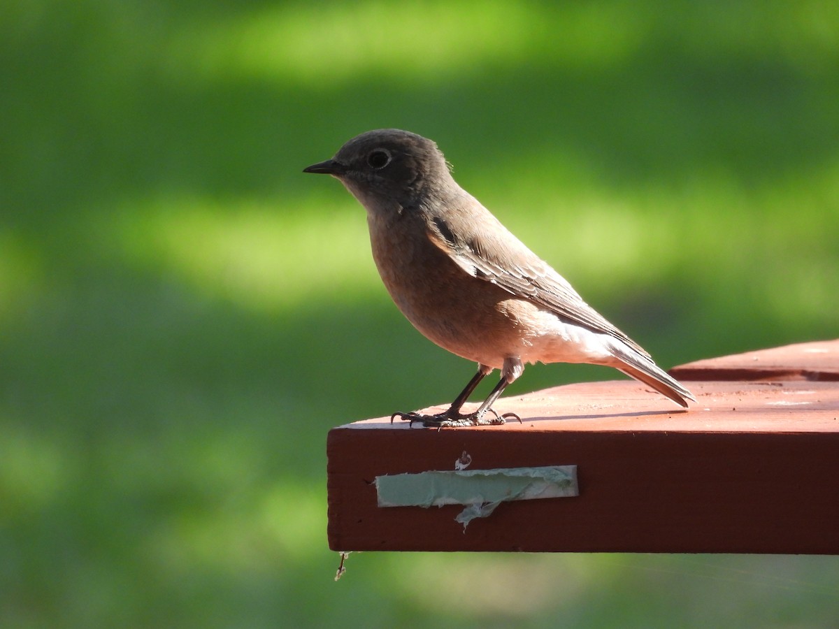 Say's Phoebe - ML625017147