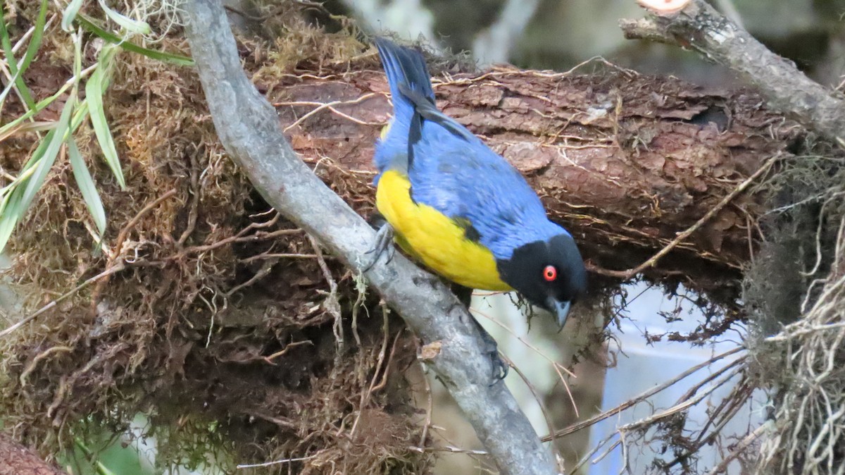 Hooded Mountain Tanager - ML625017188