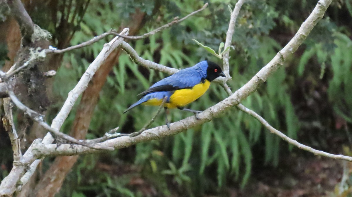 Hooded Mountain Tanager - ML625017189