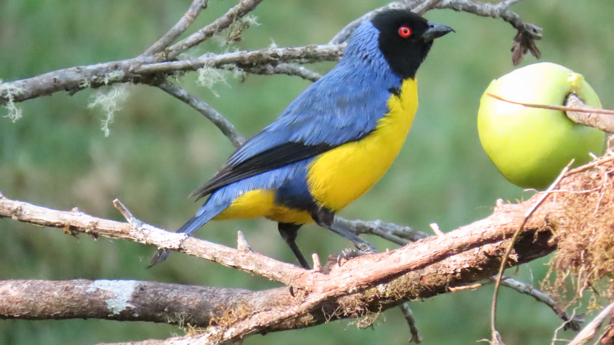 Hooded Mountain Tanager - ML625017191