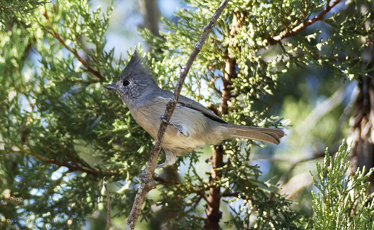 Juniper Titmouse - ML625017209