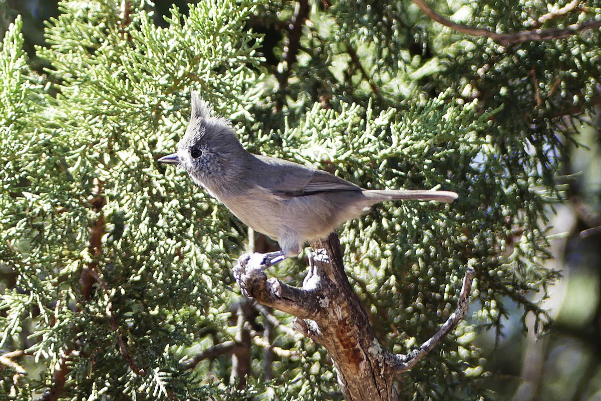 Juniper Titmouse - ML625017210