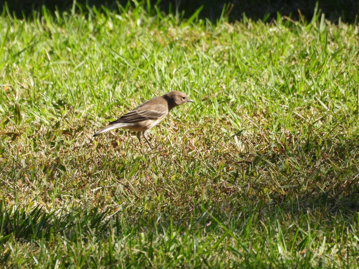 Yellow-rumped Warbler (Audubon's) - ML625017216