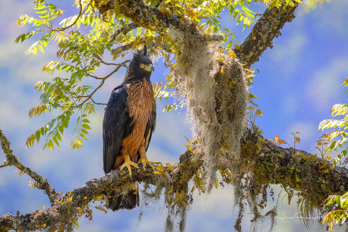 Black-and-chestnut Eagle - ML625017238