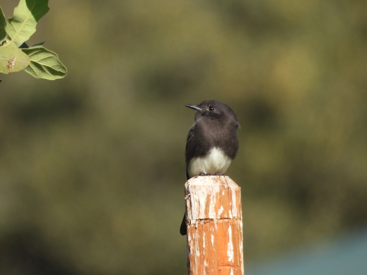 Black Phoebe - ML625017283