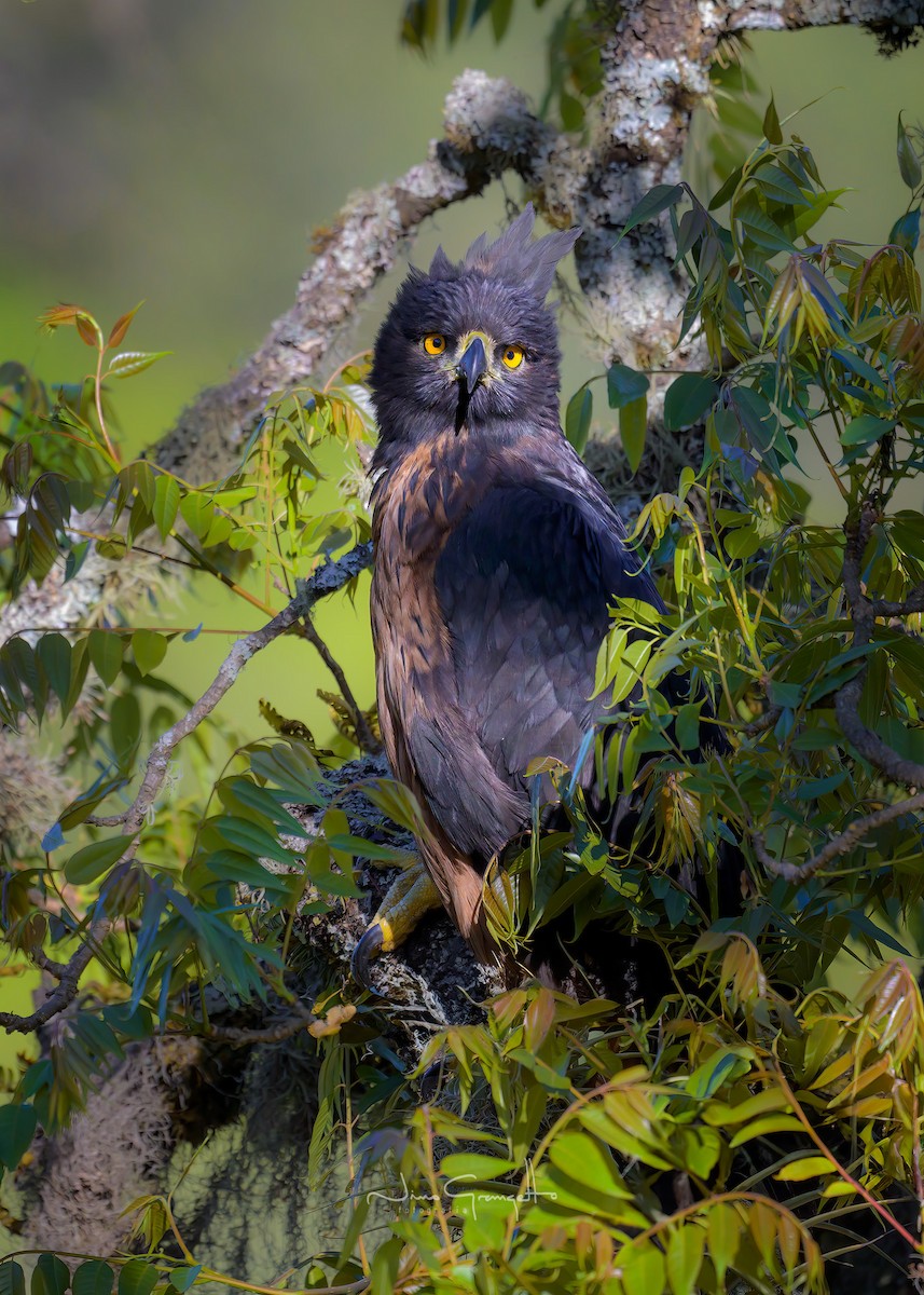 Black-and-chestnut Eagle - Aldo Grangetto