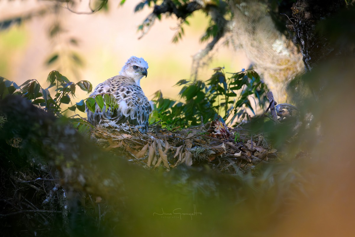 Black-and-chestnut Eagle - ML625017485