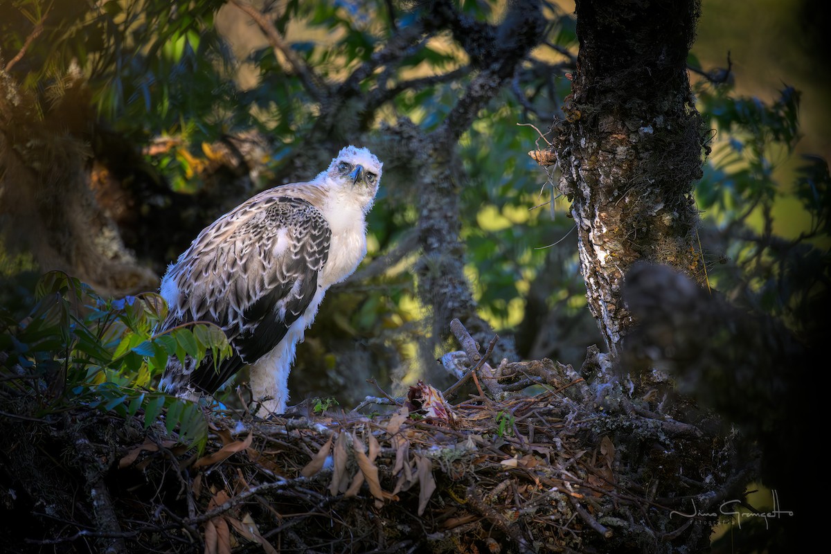 Black-and-chestnut Eagle - ML625017486