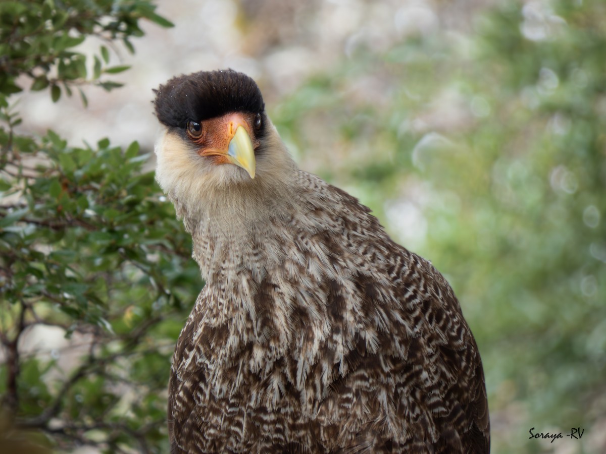 Crested Caracara - ML625017611