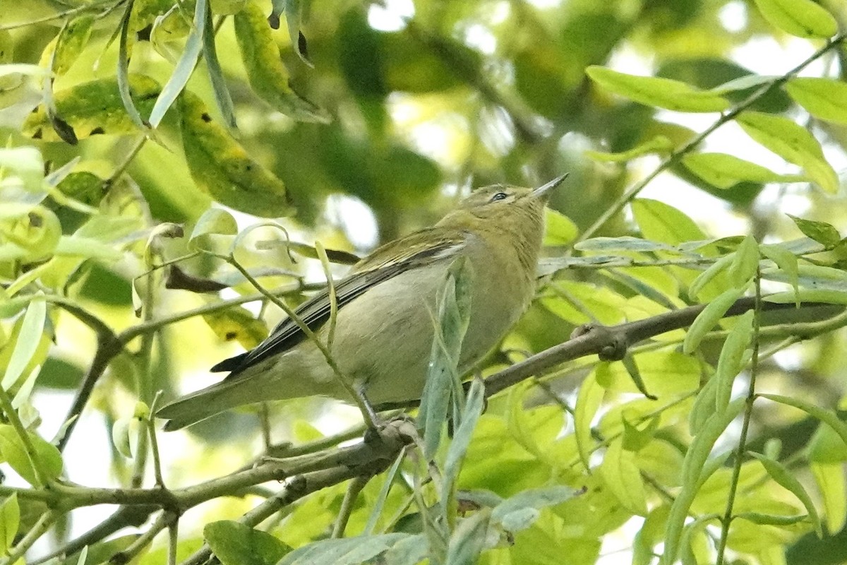 Tennessee Warbler - ML625017768