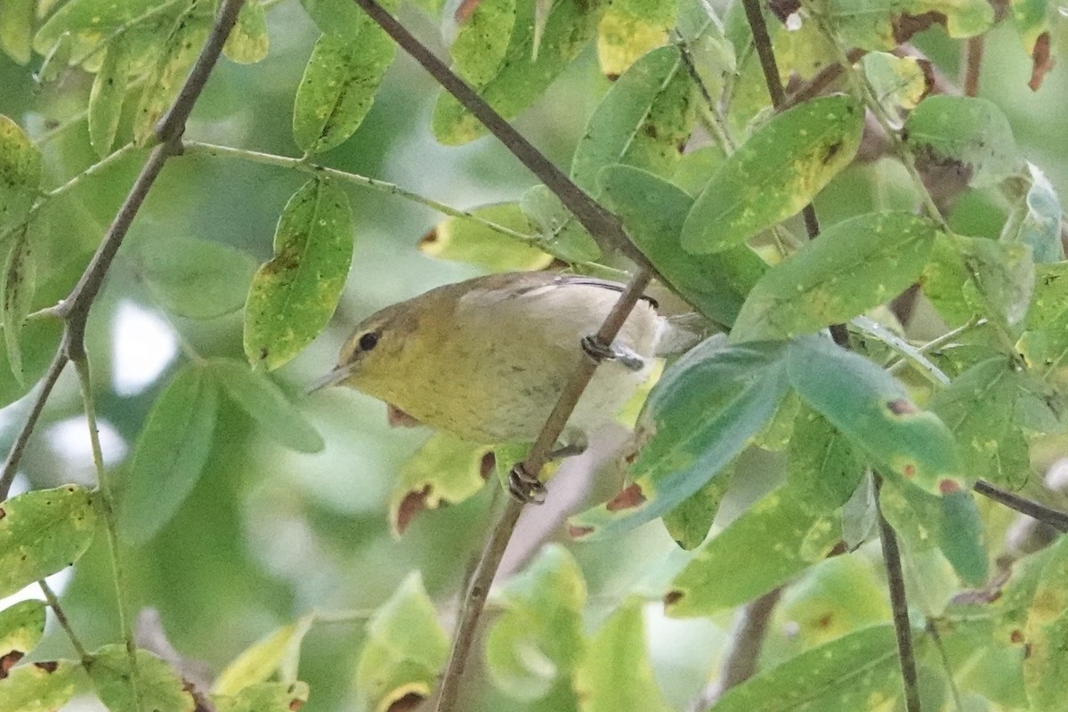 Tennessee Warbler - ML625017769