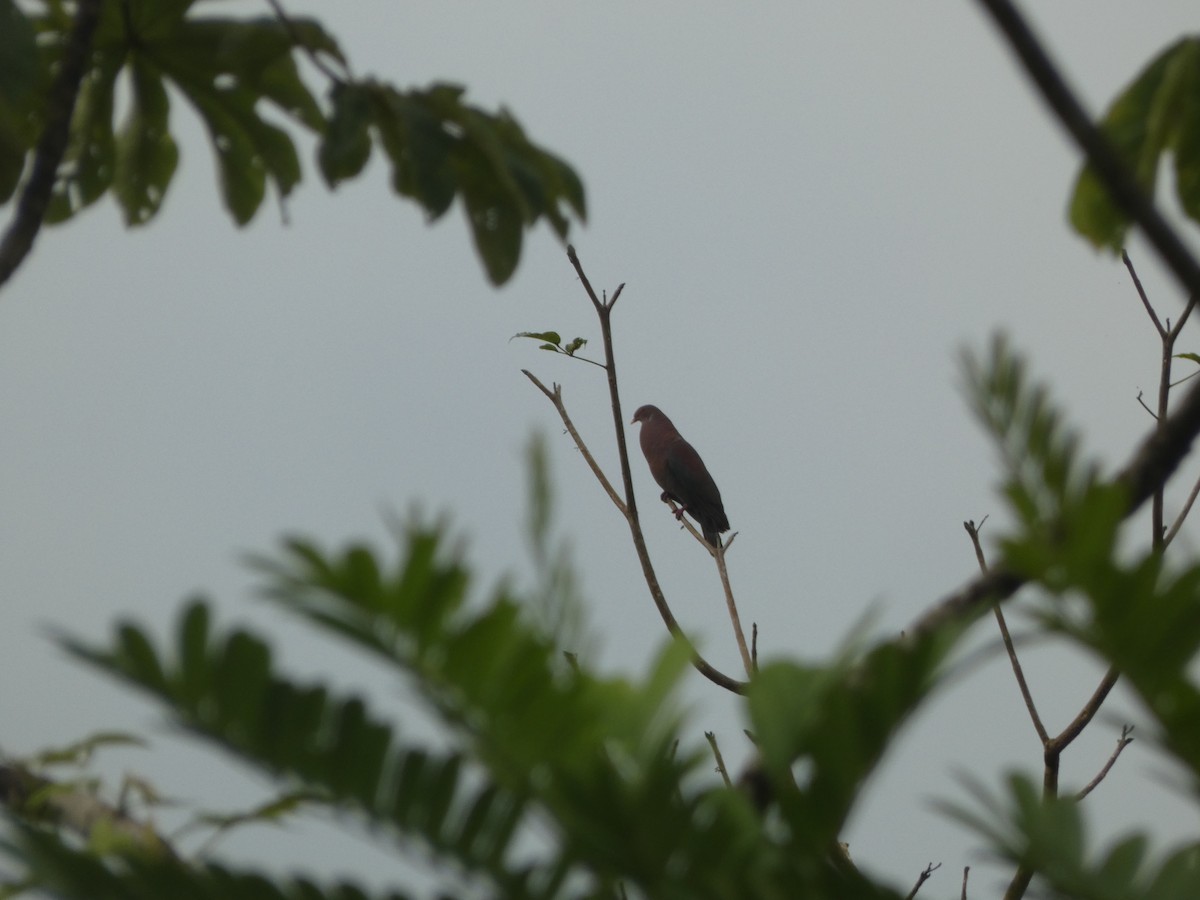 Red-billed Pigeon - ML625017773