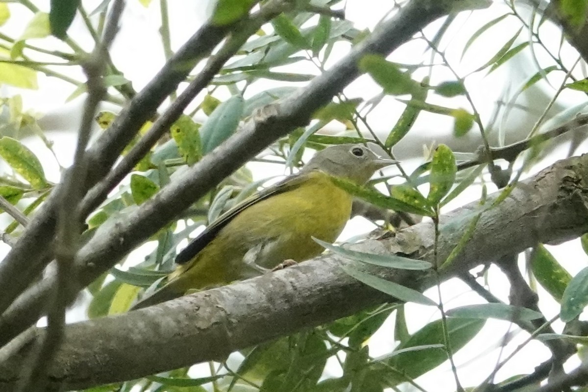 Nashville Warbler - ML625017775