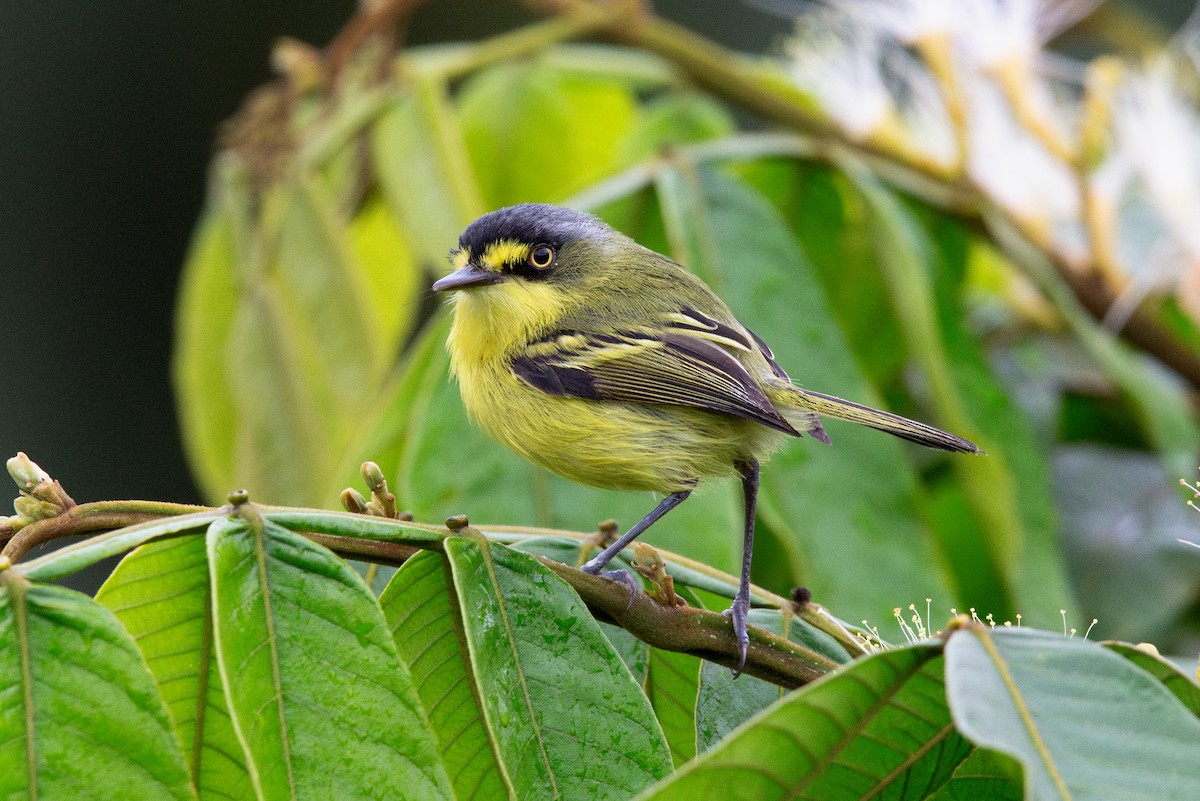 Gray-headed Tody-Flycatcher - ML625017844