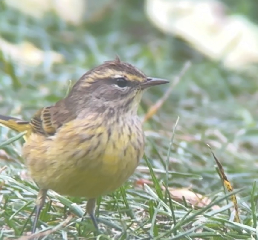 Palm Warbler - ML625017899