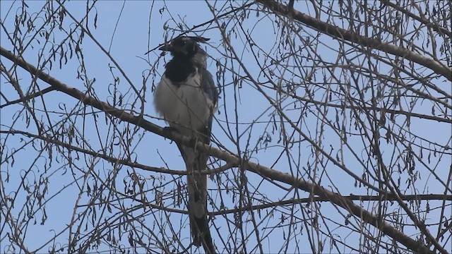 Black-throated Magpie-Jay - ML625017939