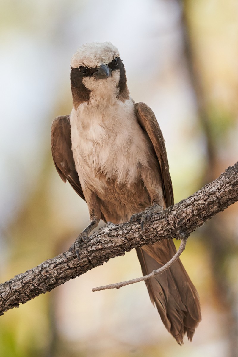 White-crowned Shrike - ML625017946