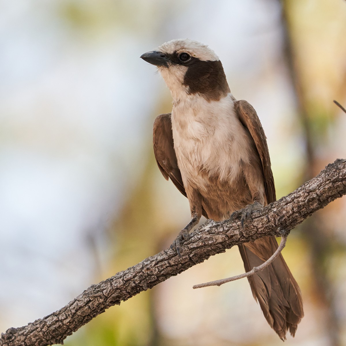 White-crowned Shrike - ML625017949