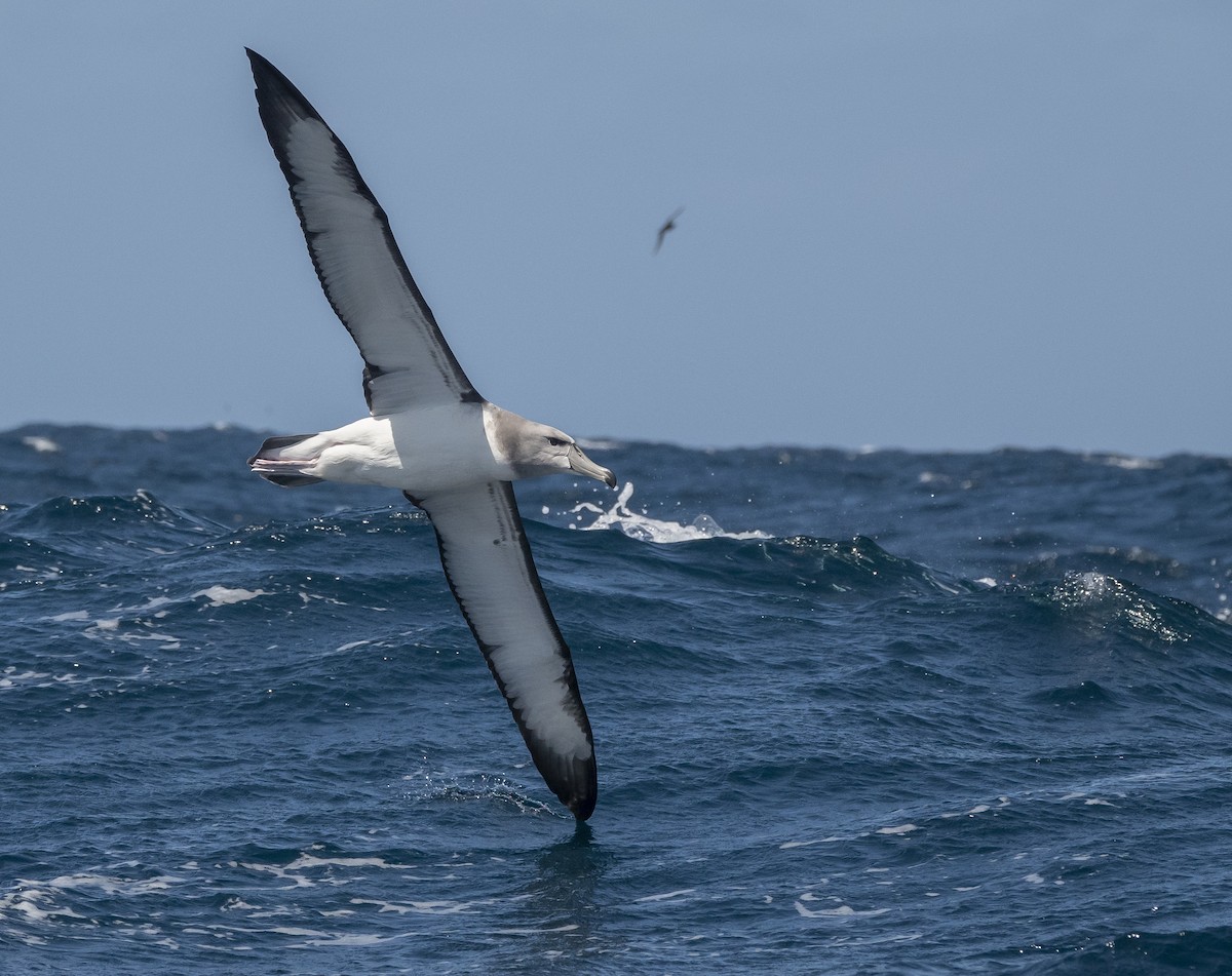 White-capped Albatross (steadi) - ML625017991