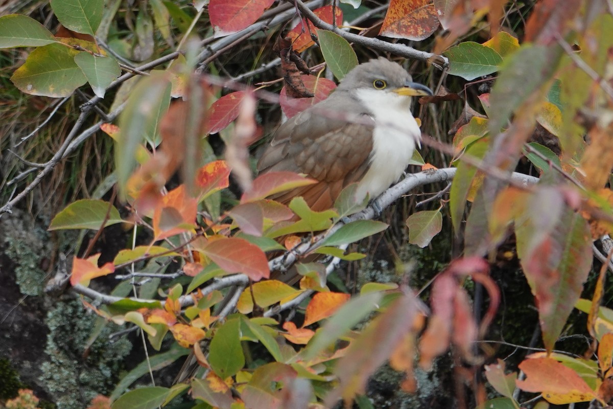 Yellow-billed Cuckoo - ML625018000