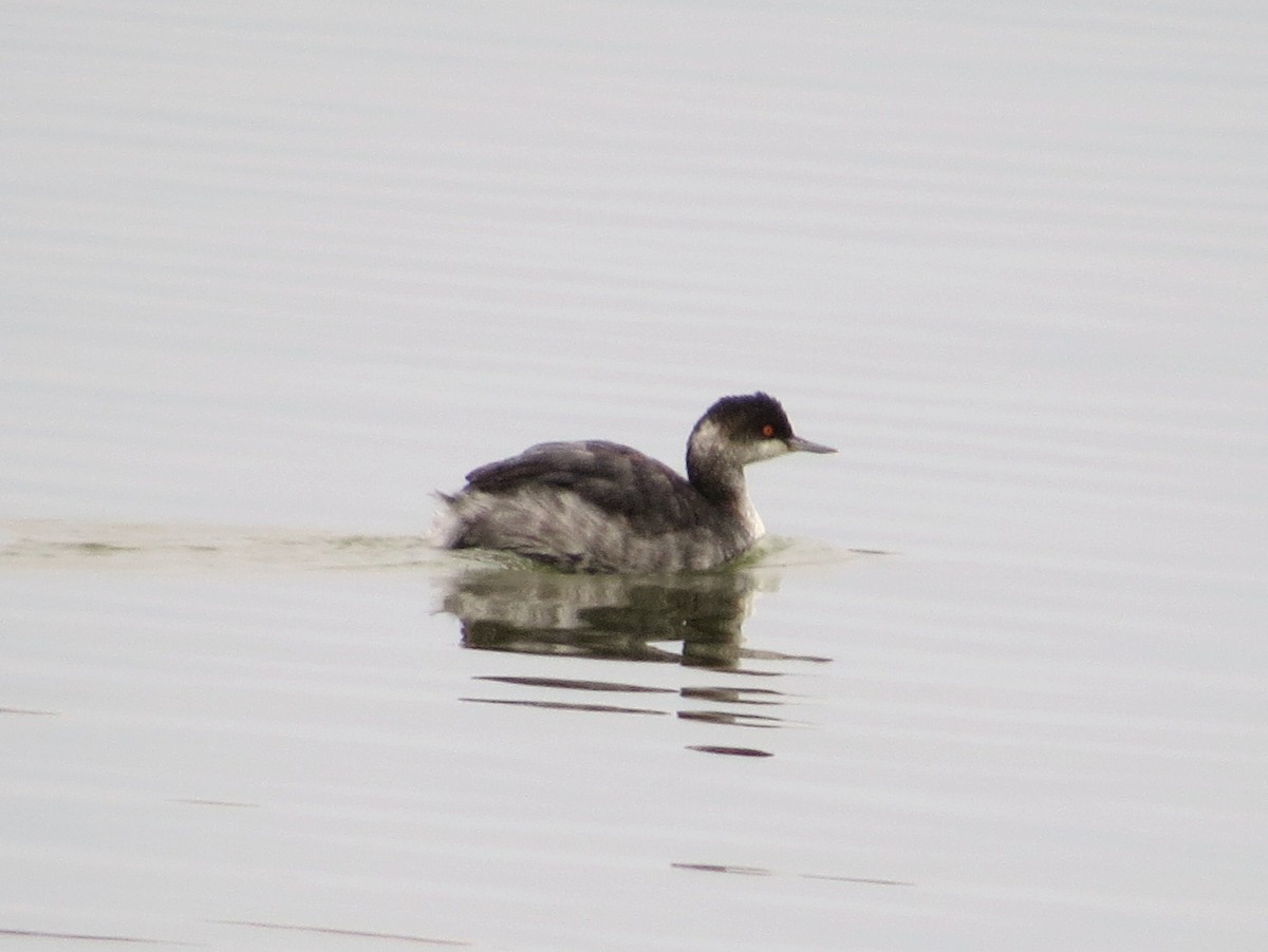 Eared Grebe - ML625018059