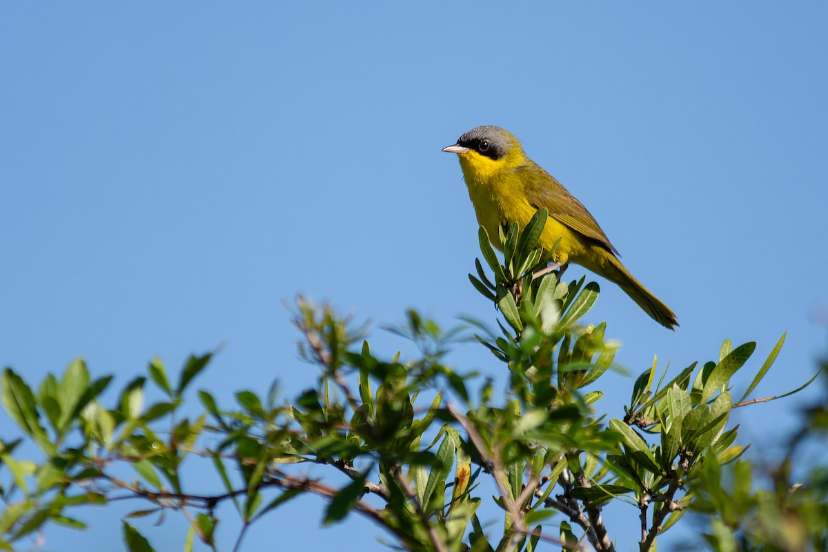 Southern Yellowthroat - ML625018062