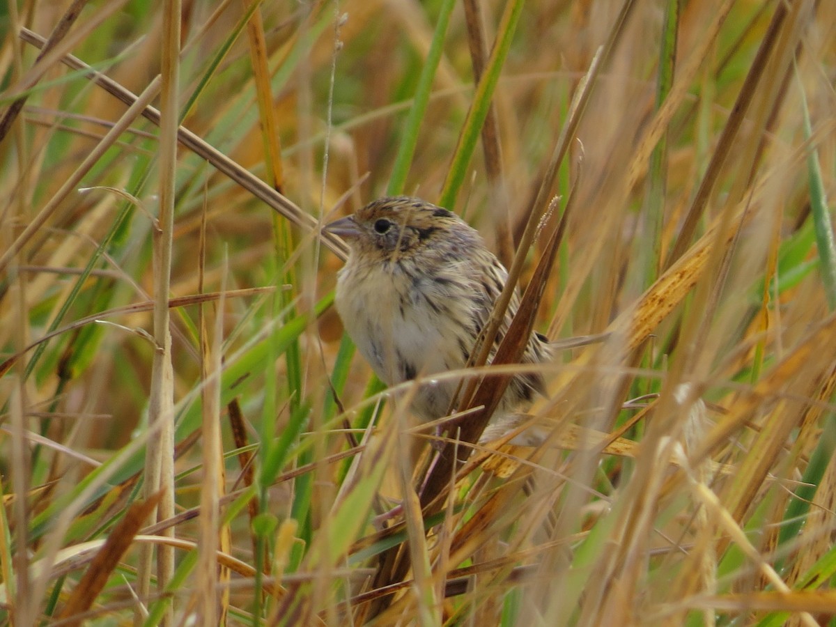 LeConte's Sparrow - ML625018138