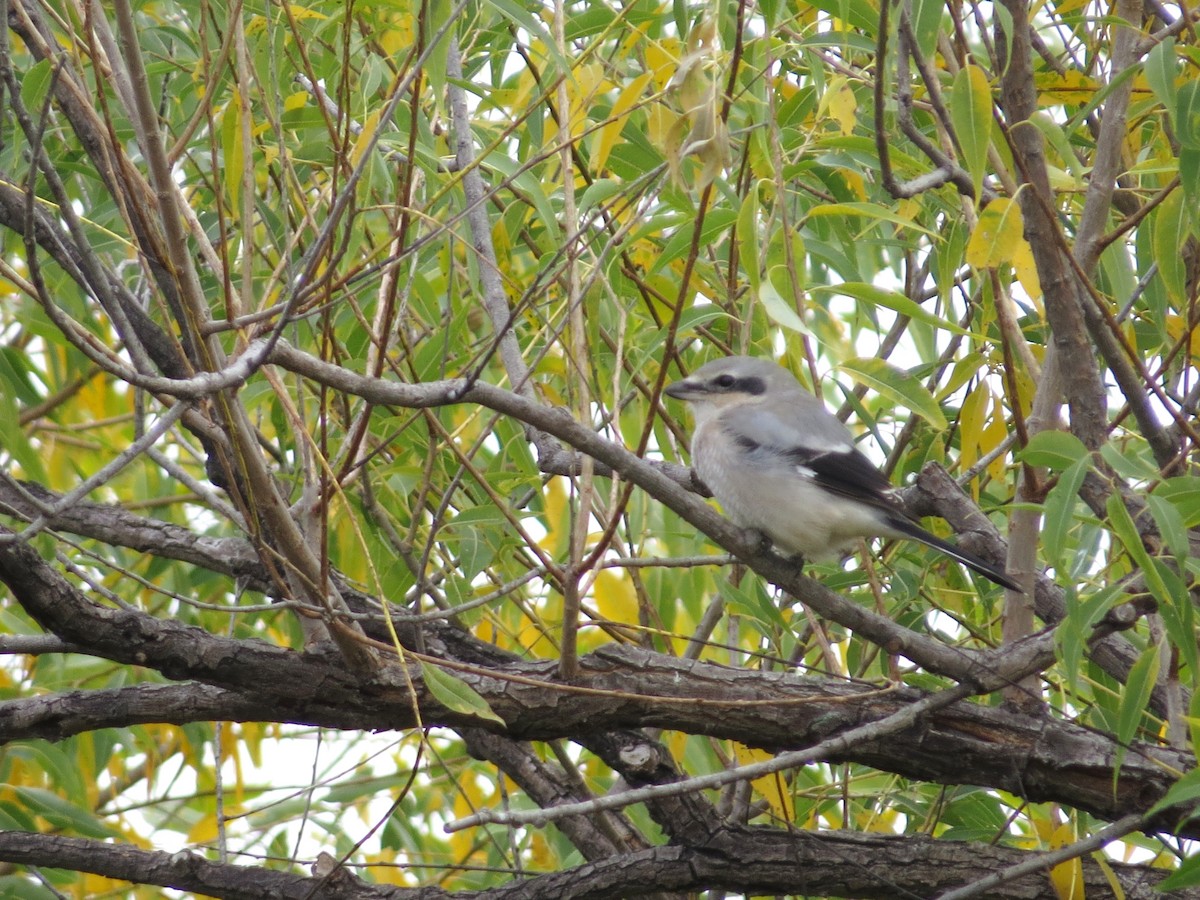 Northern Shrike - ML625018155