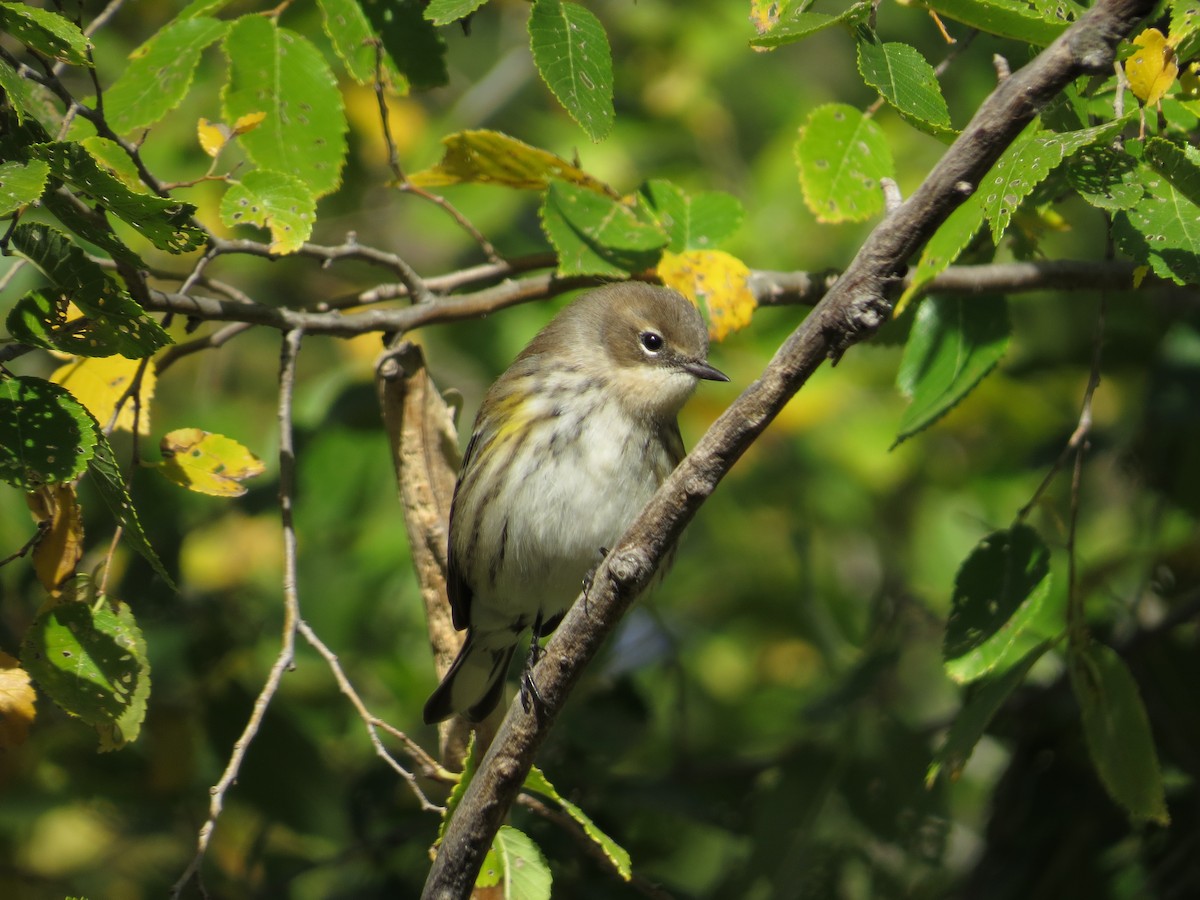 Yellow-rumped Warbler (Myrtle) - ML625018194