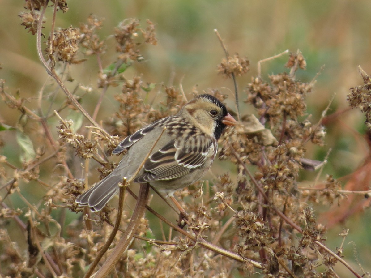 Harris's Sparrow - ML625018340