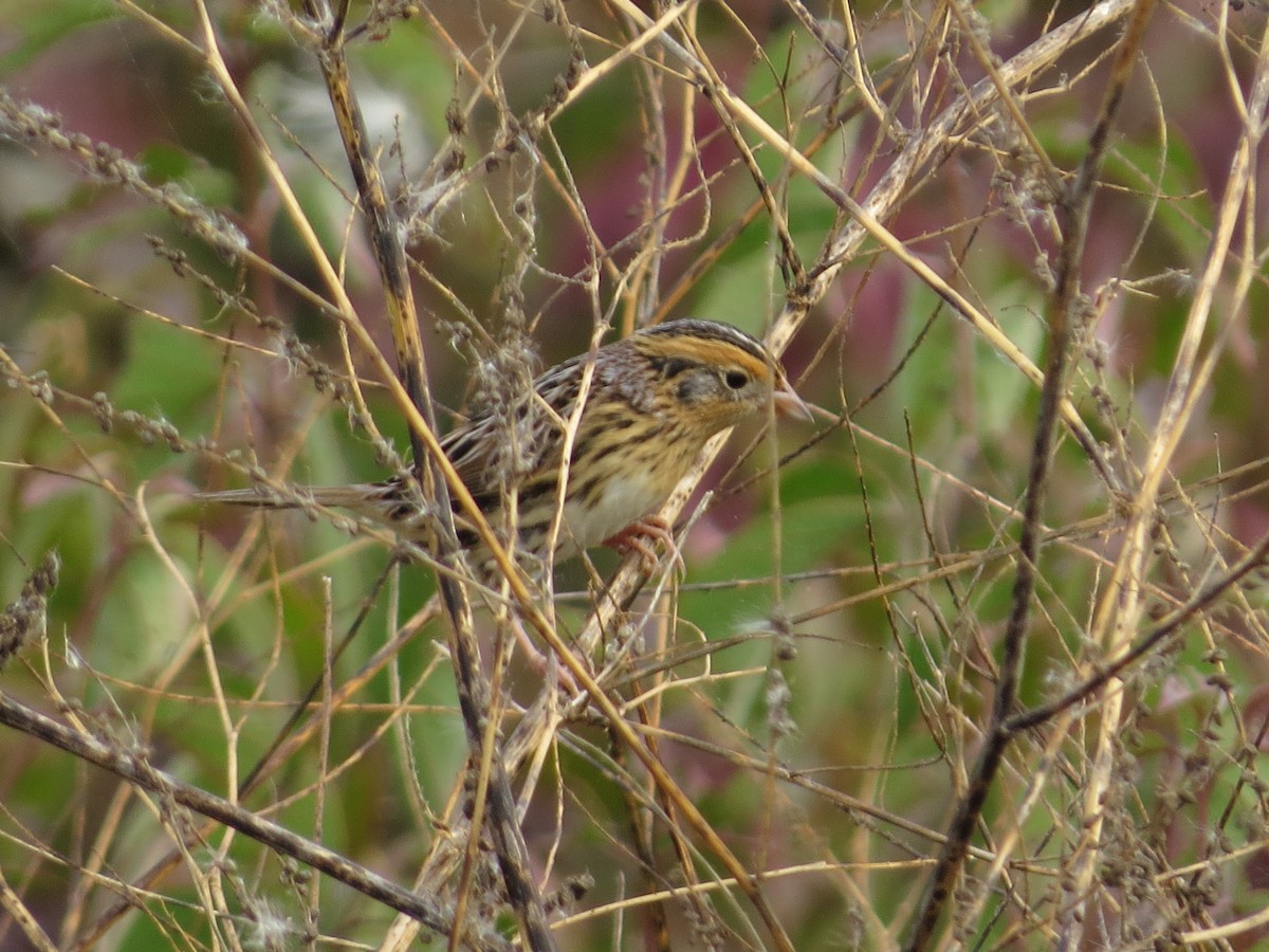 LeConte's Sparrow - ML625018349