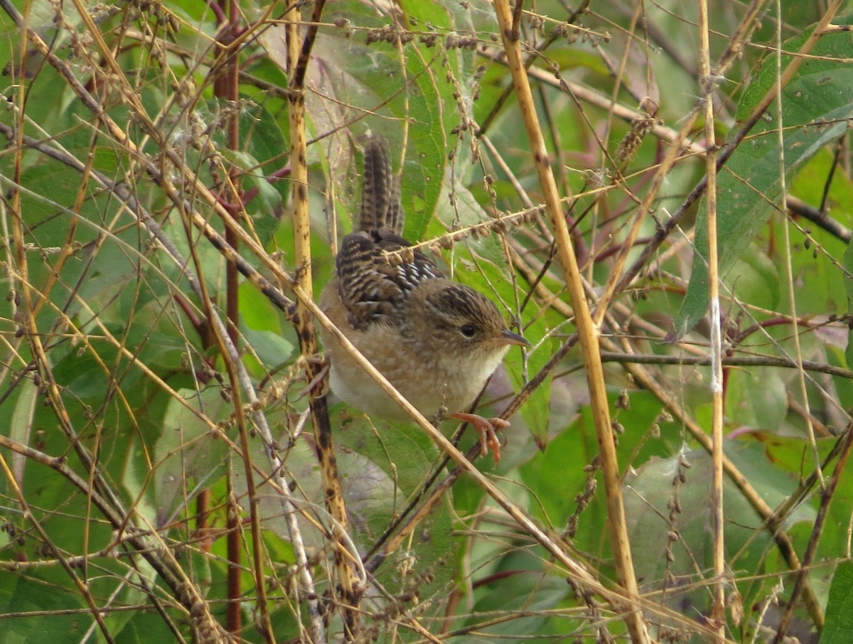 Sedge Wren - ML625018393