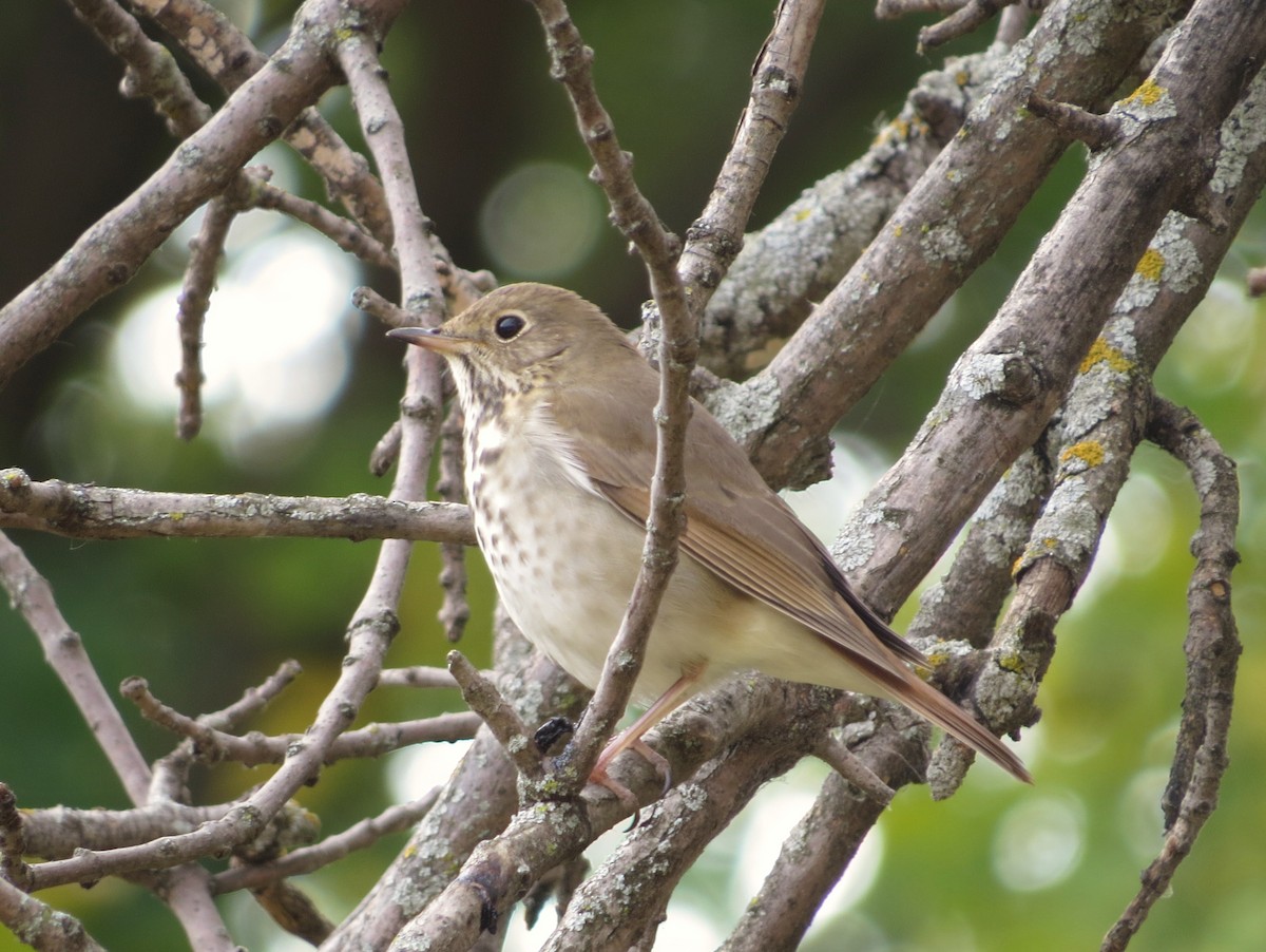 Hermit Thrush - ML625018474