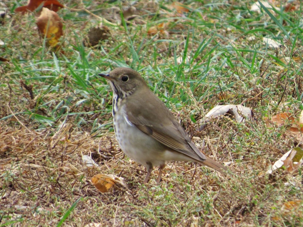 Hermit Thrush - ML625018484