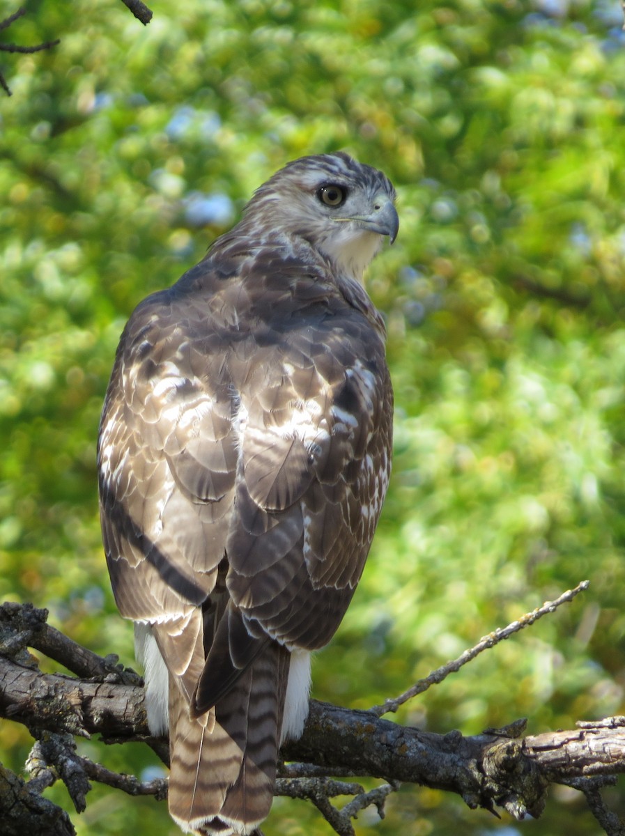 Red-tailed Hawk - ML625018588